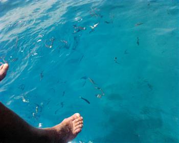Il mare delle Isole Tremiti, uno dei più puliti dell